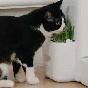 Cat Grass Planter