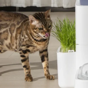 Cat Grass Planter