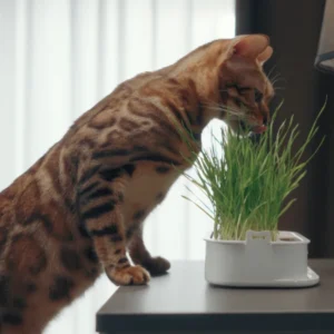 Cat Grass Planter