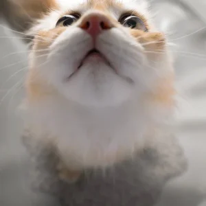 CATLINK AI 5GHz Camera Cat Litter Box – Scooper Pro Ultra Ramp Set