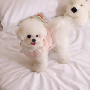 Dog Clothes Summer Floral Princess Dress Small Dog Bibi Bear Yorkshire Marzis